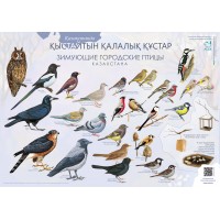 Плакат "Зимующие птицы Казахстана" 31 x 44 см