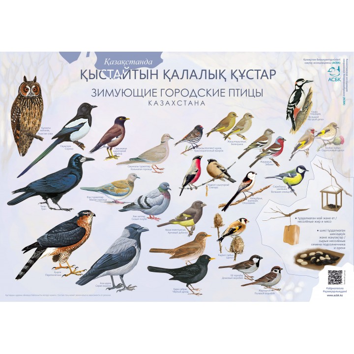 Плакат "Зимующие птицы Казахстана" 31 x 44 см